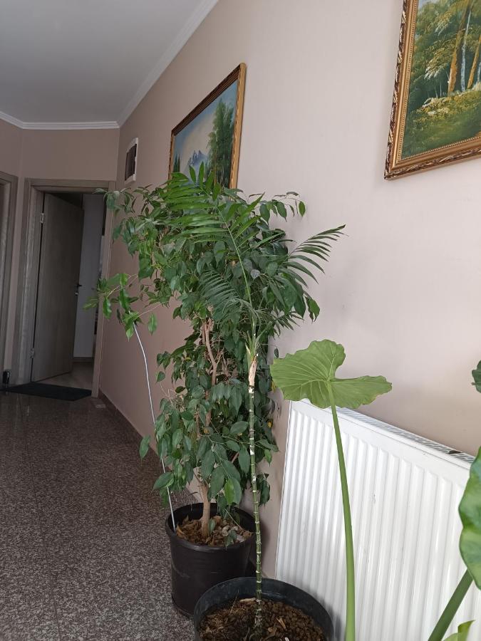 Ivana Beograd Ngoại thất bức ảnh